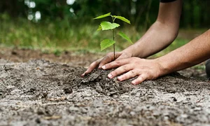 copac plantat gradina curte pom istock jpg