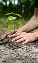 copac plantat gradina curte pom istock jpg