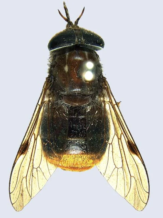 Scaptia (Plinthina) Beyonceae