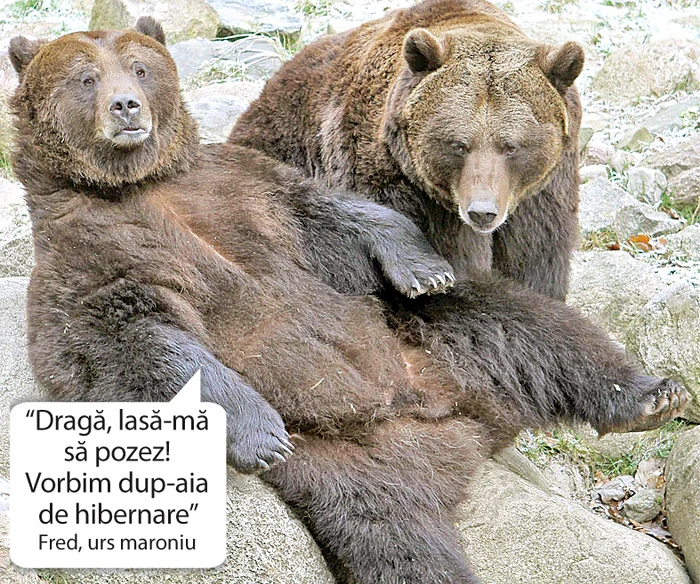 Şi animăluţele ştiu să pozeze