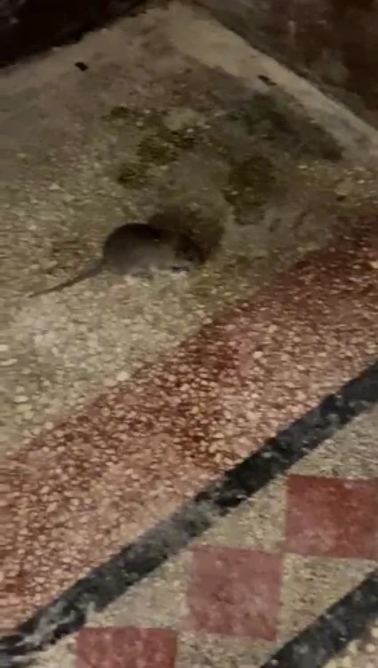Şoarecele a ieşit în căutare de hrană fără a fi speriat de oamenii aflaţi în zonă. FOTO: captura video