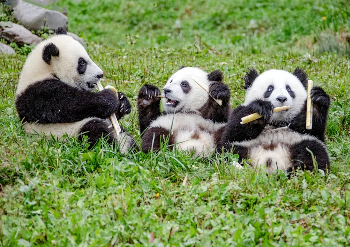 Urși panda într-o grădină zoologică din China. 