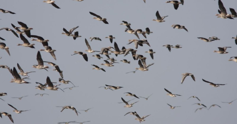 Pericolul gripei aviare se extinde: 14 localități din Olt, sub supraveghere