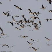 Gâşte sălbatice pe Dunărea 