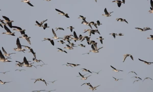 Gâşte sălbatice pe Dunărea