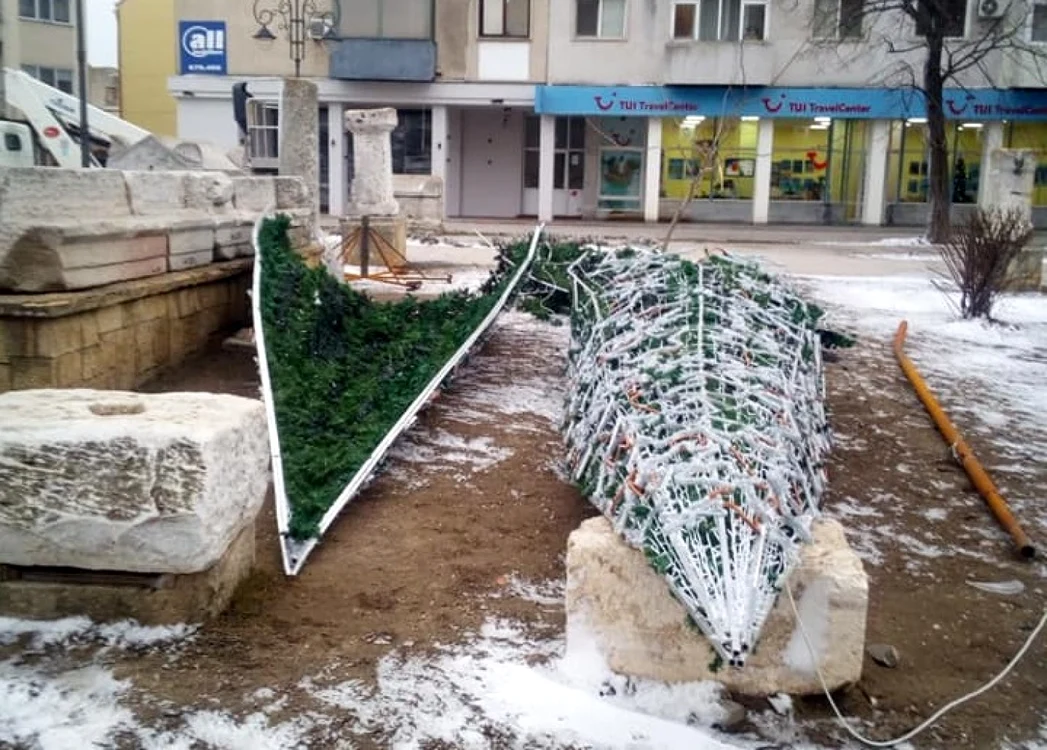 Bradul căzut din Piaţa Ovidiu                                                                  FOTO Sorin Belu