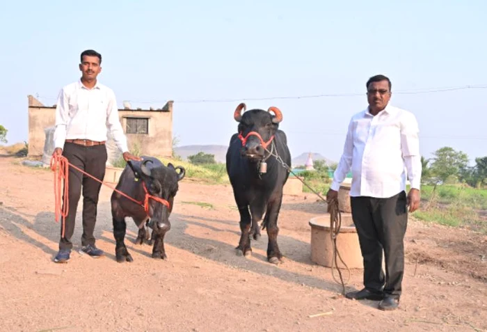 Așa arată Radha pe lângă un bivol de apă normal (Foto: Guinness World Records)