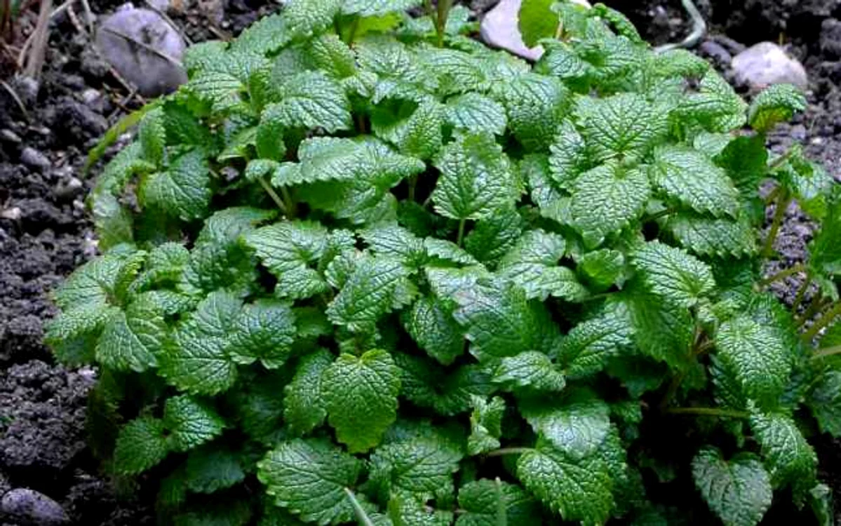 Roiniţa sau lămâiţa este o plantă cu efecte miraculoase FOTO Arhivă