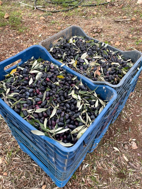 Craioveanul are fermă de măslini în Grecia FOTO: arhiva Cătălin Trenovici