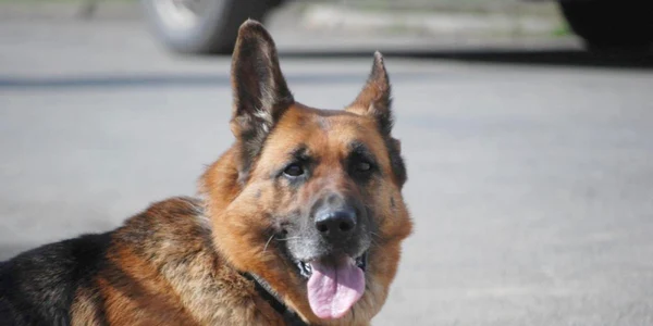 slobozia cainele jandarm a iesit la pensie FOTO IJJ Ialomita