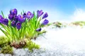vreme primavara branduse mov inflorite zapada shutterstock 594316430 jpg