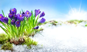 vreme primavara branduse mov inflorite zapada shutterstock 594316430 jpg