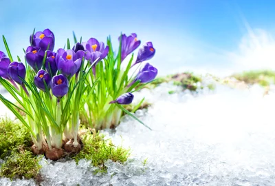 vreme primavara branduse mov inflorite zapada shutterstock 594316430 jpg