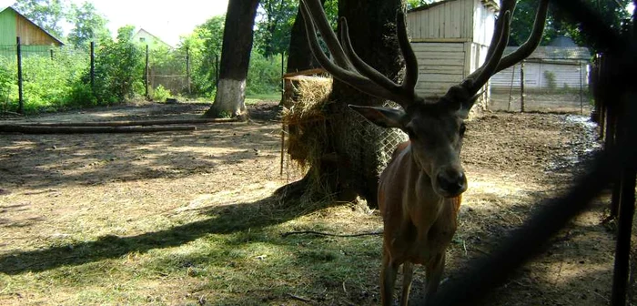 Cerbii sunt periculoşi în această perioadă a împerecherilor. Foto arhivă