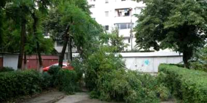 Vijelia de marți seară a pus la pământ mai mulți arbori