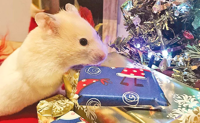 
    Darurile au sosit împachetate festivFoto: profimedia  