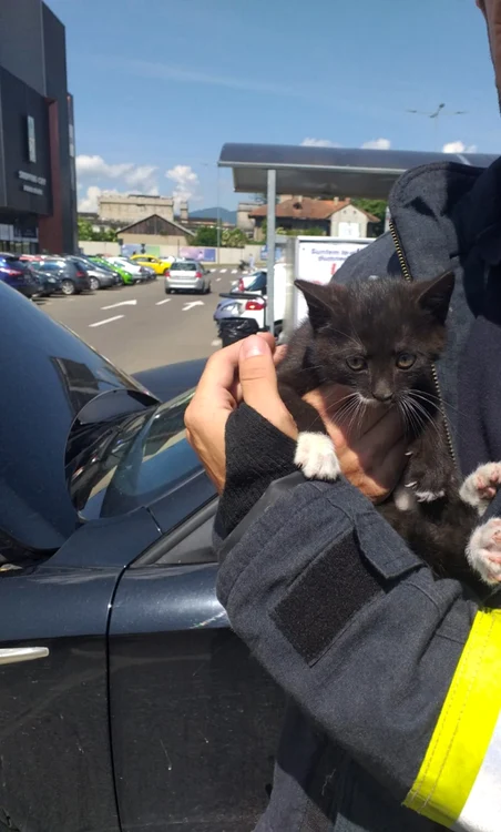 Puiul de pisică se aciuase în motorul unei maşini FOTO ISU Neamţ
