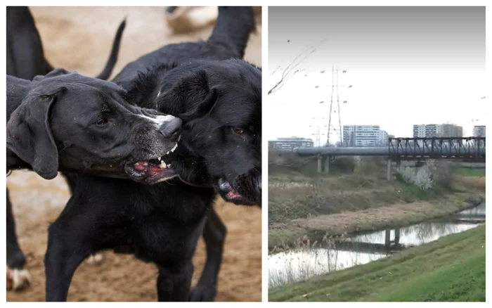 Haita de câini a apărut de nicăieri FOTO Captură video