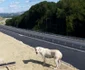 autostrada lugoj deva 