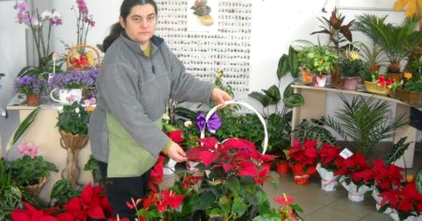 În această perioadă, Steaua Crăciunului este vedeta florăriilor