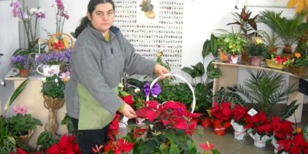 În această perioadă, Steaua Crăciunului este vedeta florăriilor