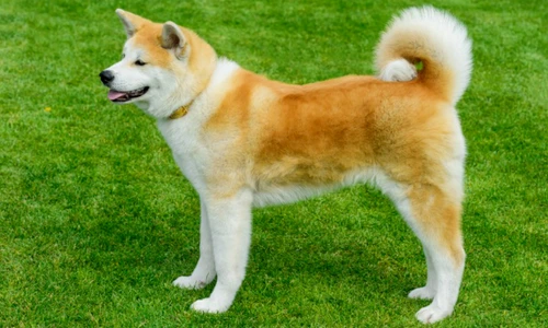 1 77100 original jpg jpeg