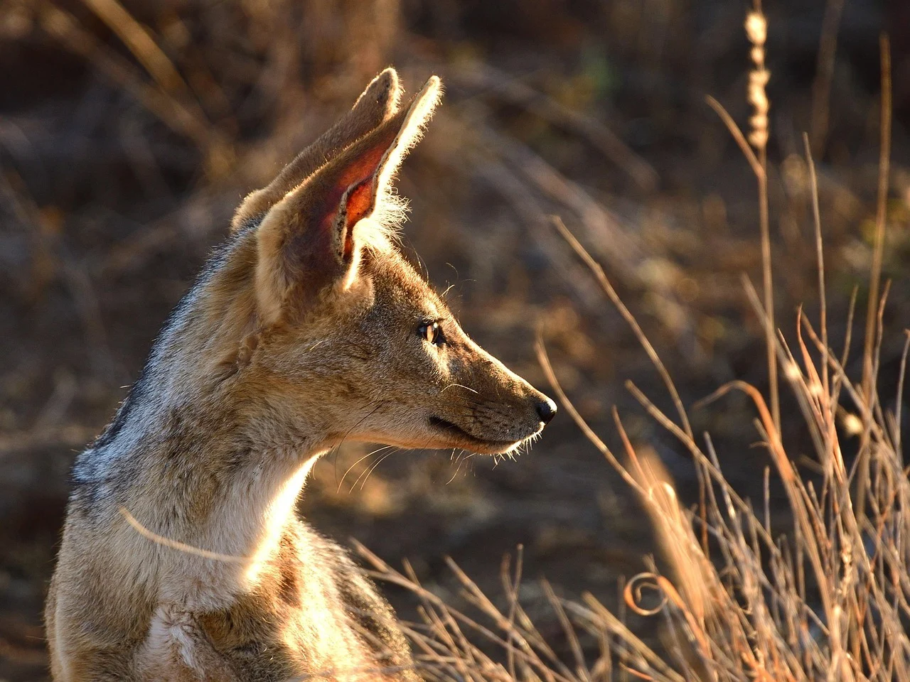 Ar trebui să ne îngrijoreze înmulțirea șacalilor? „Lumea are impresia că haite masive bântuie și pustiesc”