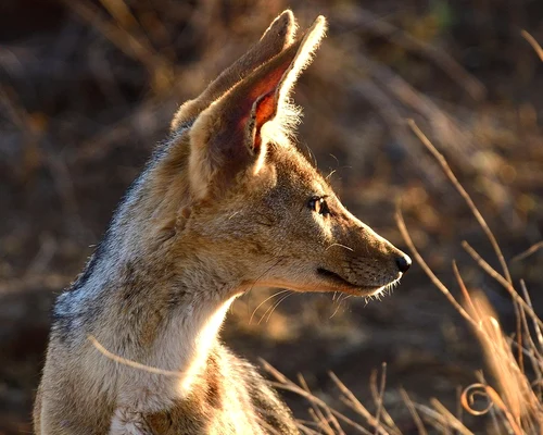 Șacal  Sursa  Pixabay  com jpg