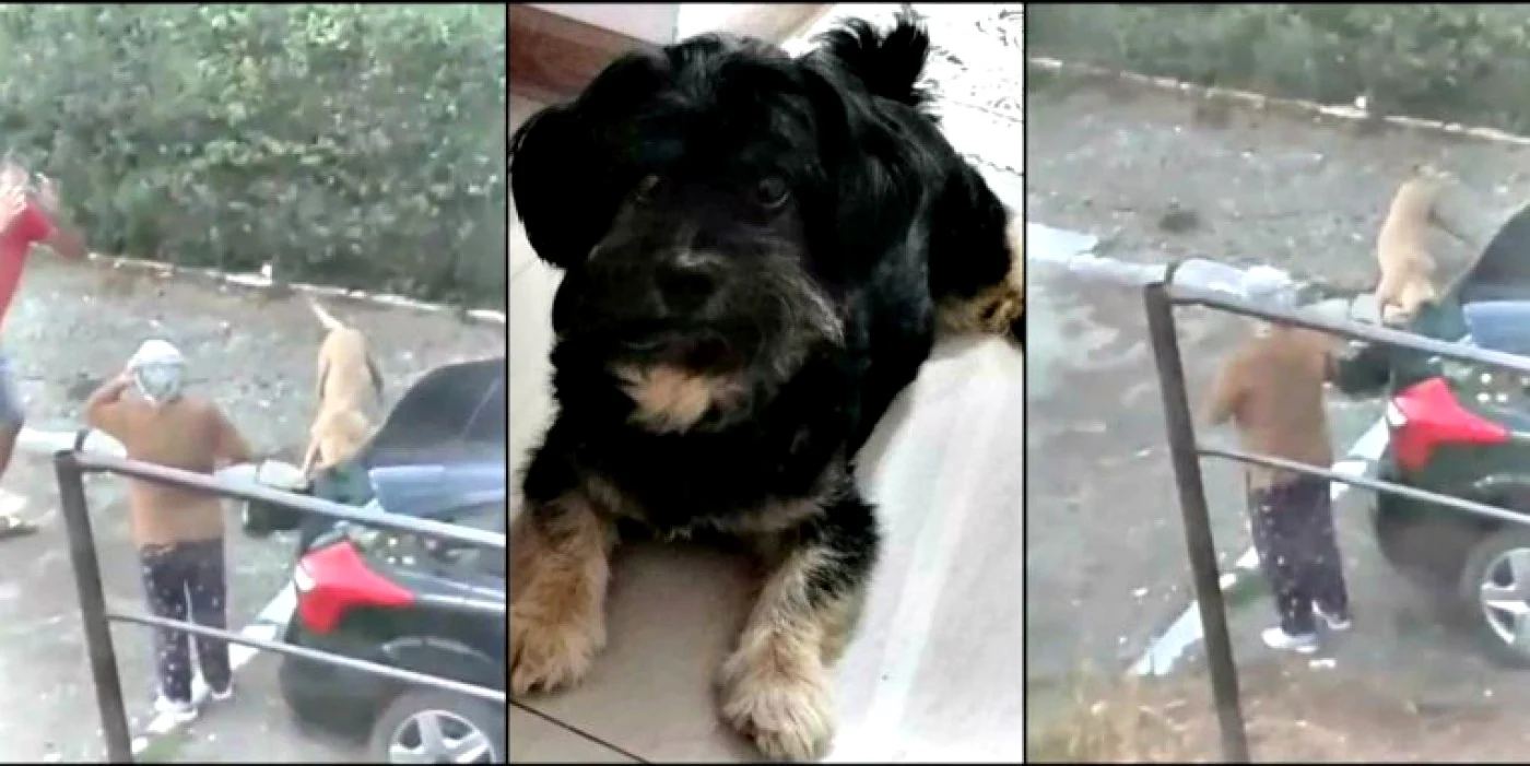 Căţelul ucis de pitbull FOTO debraila.ro