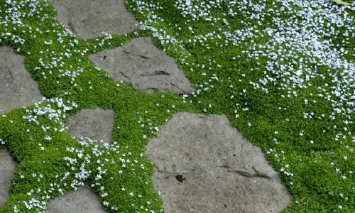 1 69178 original jpg jpeg