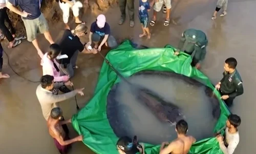 pisica de mare cambodgia jpg
