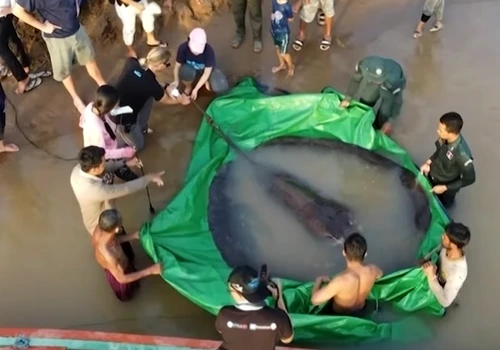 pisica de mare cambodgia jpg