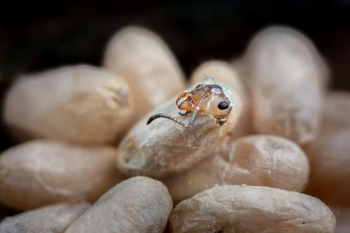 Momentul în care se naște o furnică de lemn / foto: National Geographic