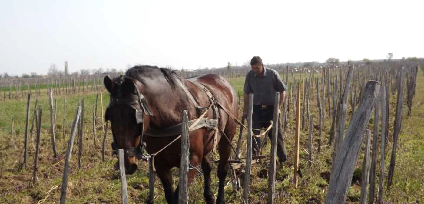 Gradul de sărăcie este mai mare în zonele unde sunt exploataţii agricole mari FOTO: Adevărul