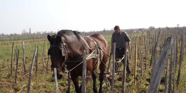 agricultură mehedinti FOTO Corina Macavei 