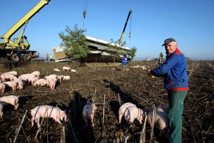 1400 de porci ajunsi pe camp-Foto.Bogdan Dimofte