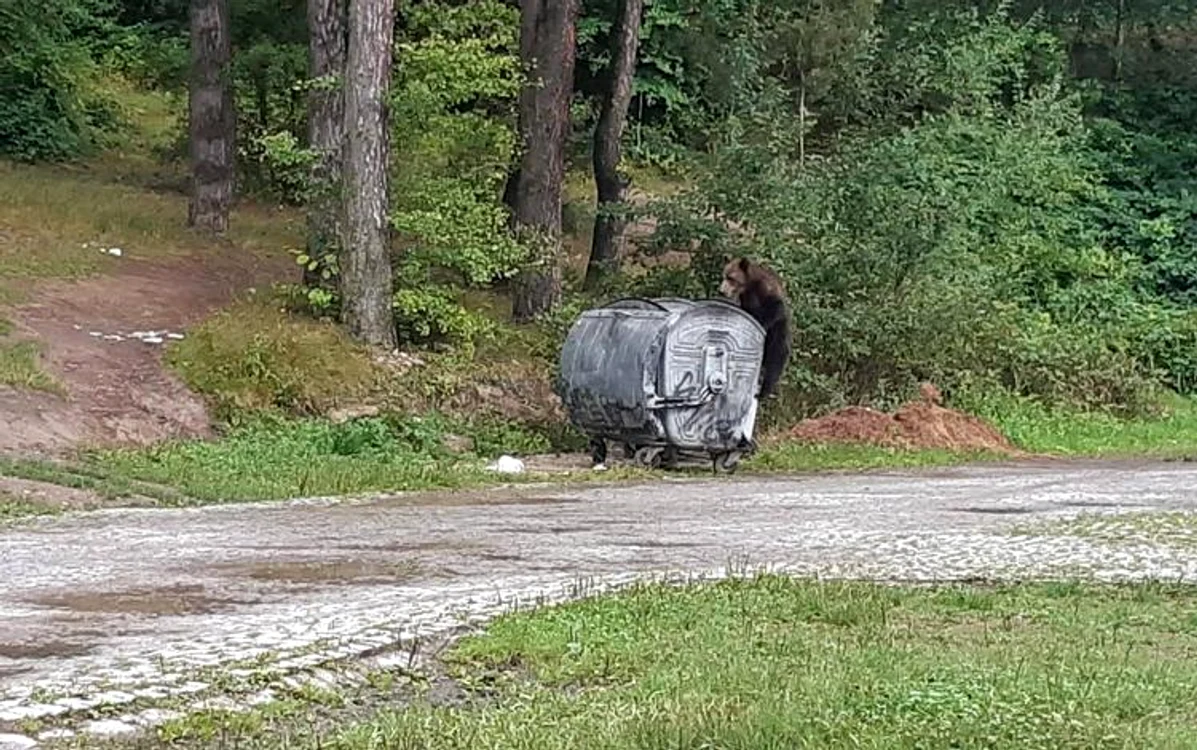 Urs la un tomberon din Petroșsani. Foto: Ecsy Hodoș