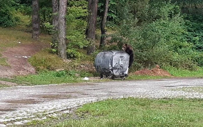 Urs la un tomberon din Petroșsani. Foto: Ecsy Hodoș