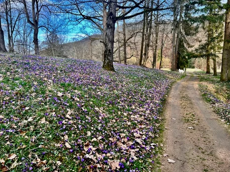 Parcul regal de la Castelul Săvârşin, cu câinele Alma în depărtare. FOTO: Casa Majestăţii Sale
