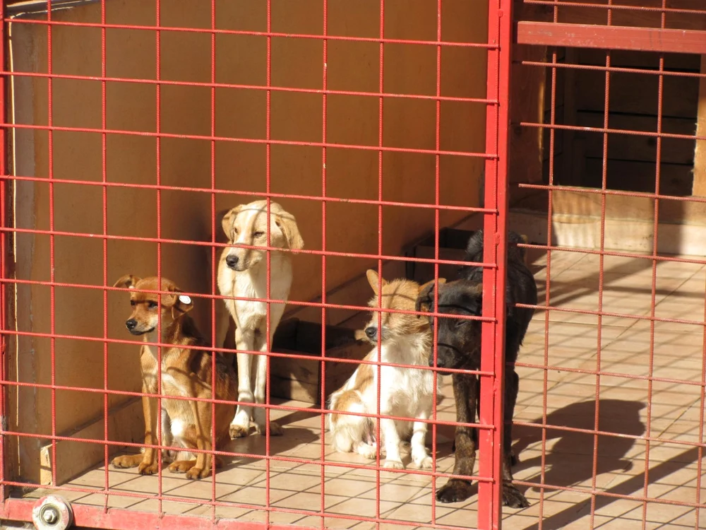 În Râmnicu Vâlcea s-a renunţat deocamdată la ideea eutanasierii maidanezilor din adăpostul Feţeni .Foto Adevărul. Arhivă