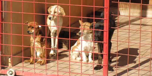 Câinii de la adăpostul societăţii Danyflor Foto