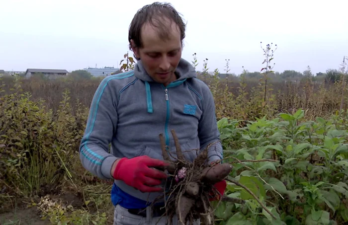 Florian Filip, pasionat de horticultură