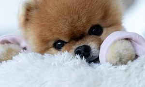 jiffpom deschidere jpeg