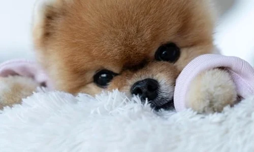 jiffpom deschidere jpeg
