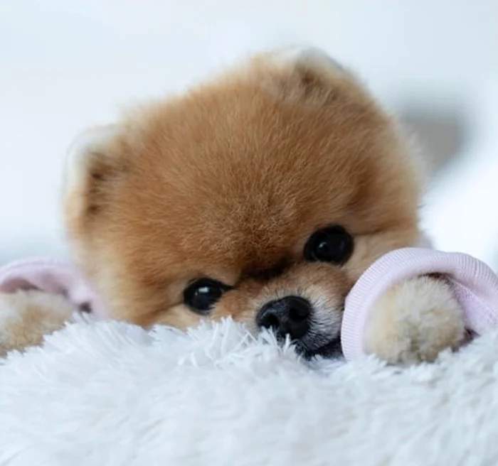 JiffPom, cel mai bine plătit animăluț din lumefoto: Instagram