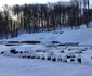 sarmizegetusa regia foto adevarul daniel guta