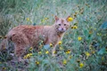 carolinap ginger cat 730165 jpg