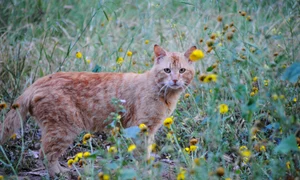 carolinap ginger cat 730165 jpg