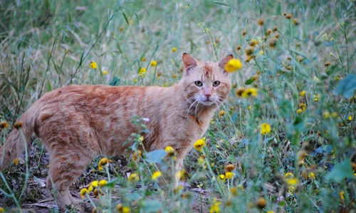 carolinap ginger cat 730165 jpg