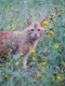carolinap ginger cat 730165 jpg